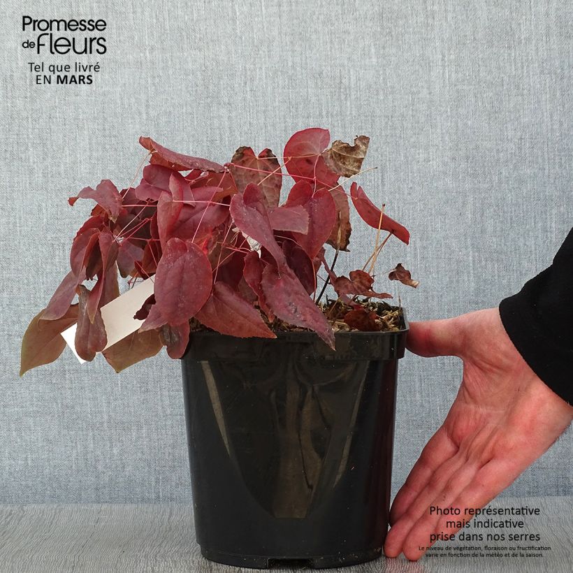 Amostra de Epimedium rubrum Vaso de 2 L/3 L tal como entregue no inverno