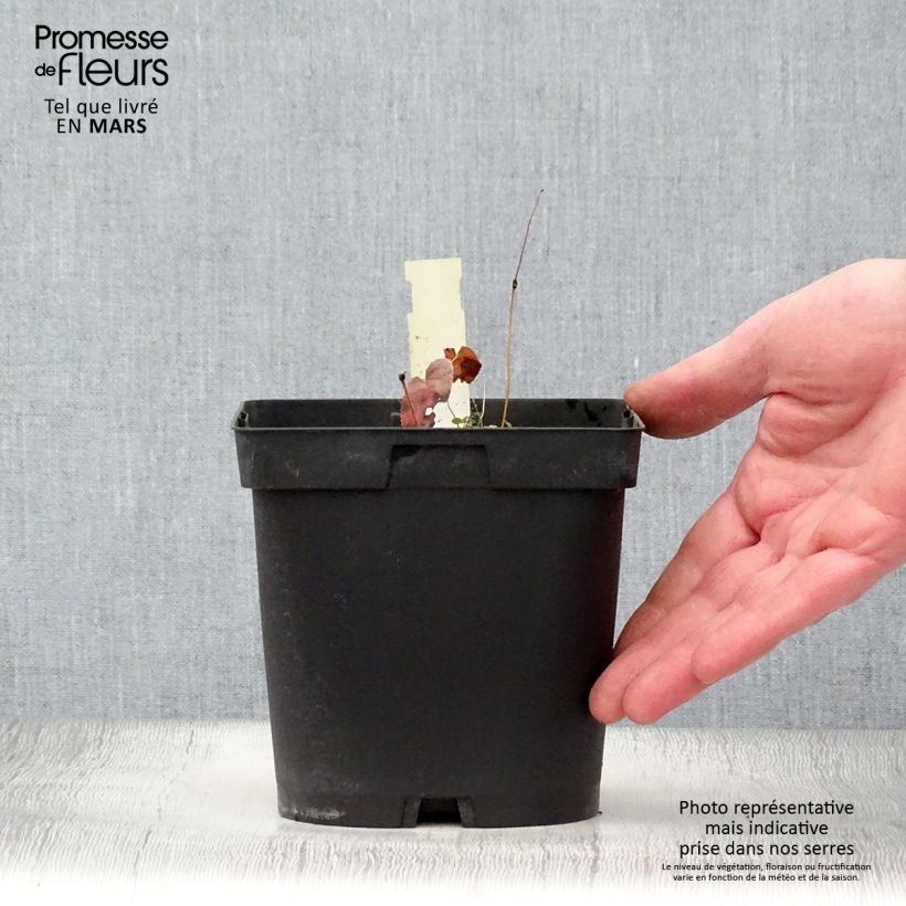 Amostra de Epimedium rubrum Vaso de 2 L/3 L tal como entregue na primavera