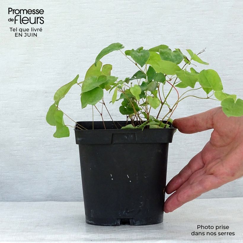 Amostra de Epimedium rubrum Vaso de 2 L/3 L tal como entregue no verão