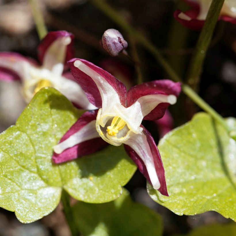Epimedium rubrum (Floração)