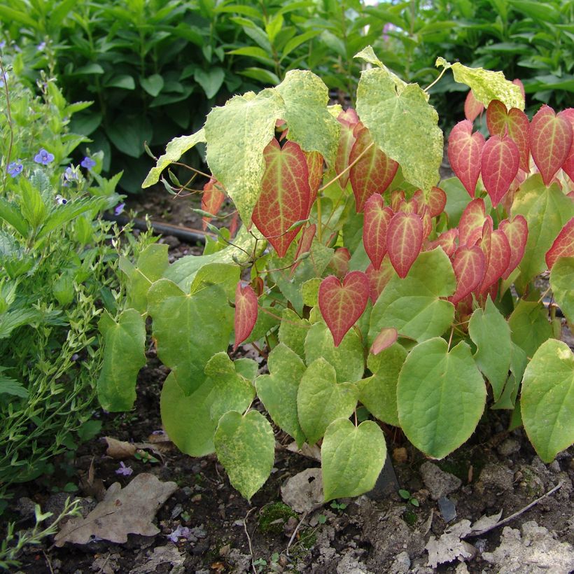 Epimedium rubrum (Hábito)