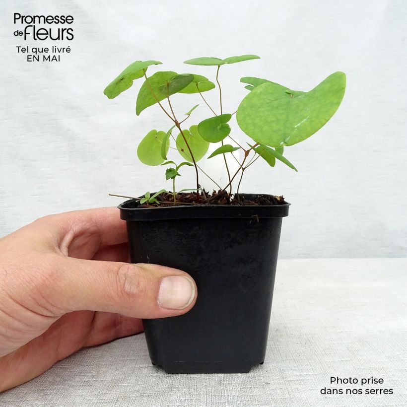 Amostra de Epimedium rubrum Galadriel Vaso de 8/9 cm tal como entregue na primavera