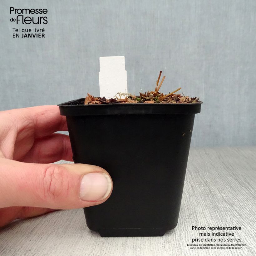 Amostra de Epimedium rubrum Galadriel Vaso de 8/9 cm tal como entregue no inverno