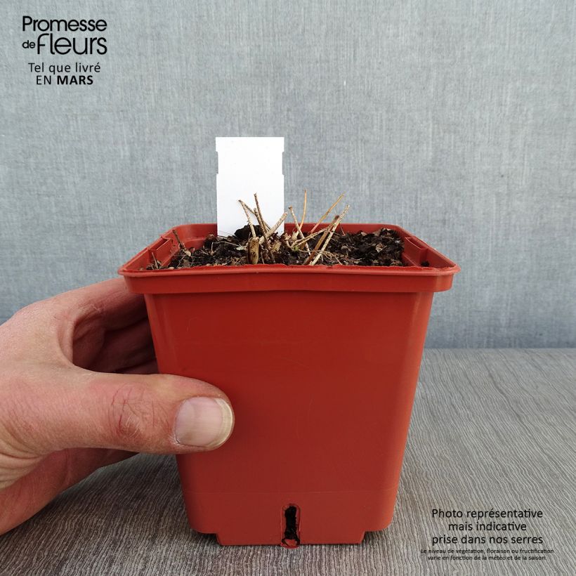 Amostra de Epimedium rubrum Galadriel Vaso de 1 L/1,5 L tal como entregue no inverno