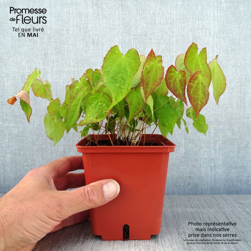 Amostra de Epimedium rubrum Galadriel Vaso de 1 L/1,5 L tal como entregue na primavera