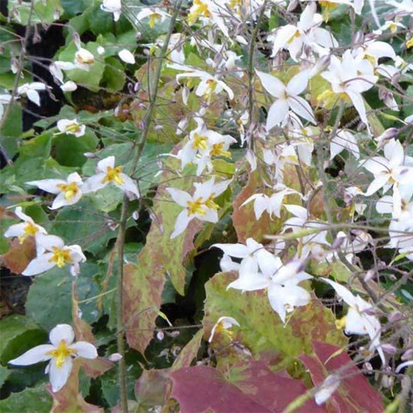Epimedium stellulatum Wudang Star (Floração)