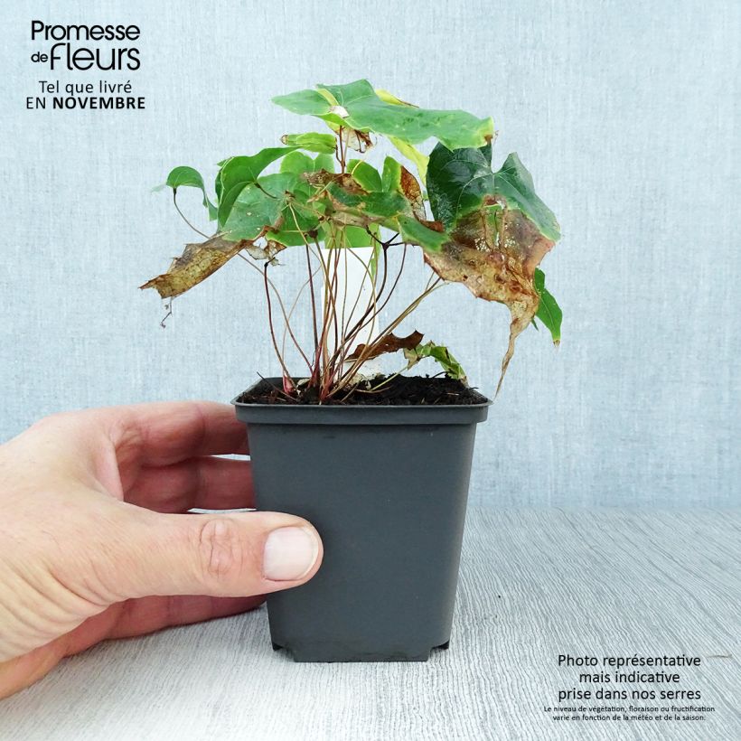 Amostra de Epimedium stellulatum Wudang Star Vaso de 8/9 cm tal como entregue no outono