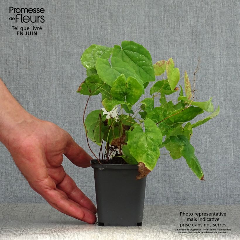 Amostra de Epimedium stellulatum Wudang Star Vaso de 8/9 cm tal como entregue no verão