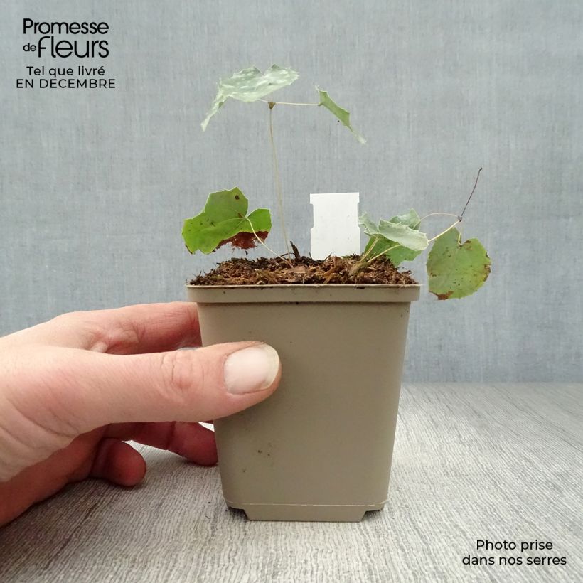 Amostra de Epimedium stellulatum Wudang Star - Fleur des Elfes Vaso de 8/9 cm tal como entregue no inverno