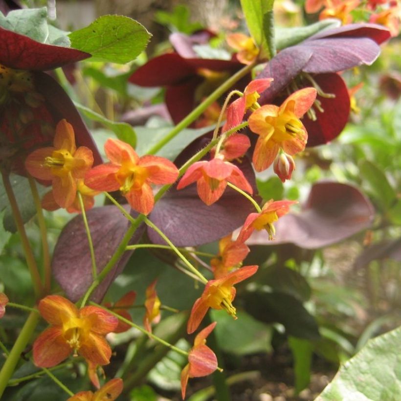Epimedium × warleyense (Floração)