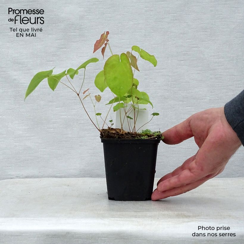 Amostra de Epimedium warleyense Ellen Willmott Vaso de 8/9 cm tal como entregue na primavera