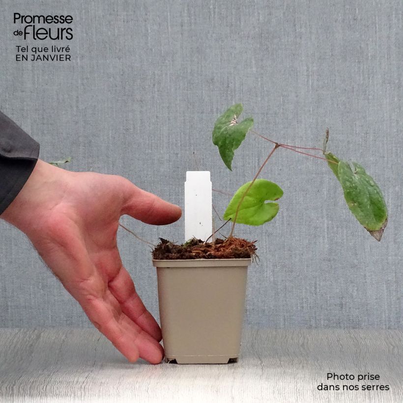 Amostra de Epimedium warleyense Ellen willmott, Fleur des elfes Vaso de 8/9 cm tal como entregue no inverno