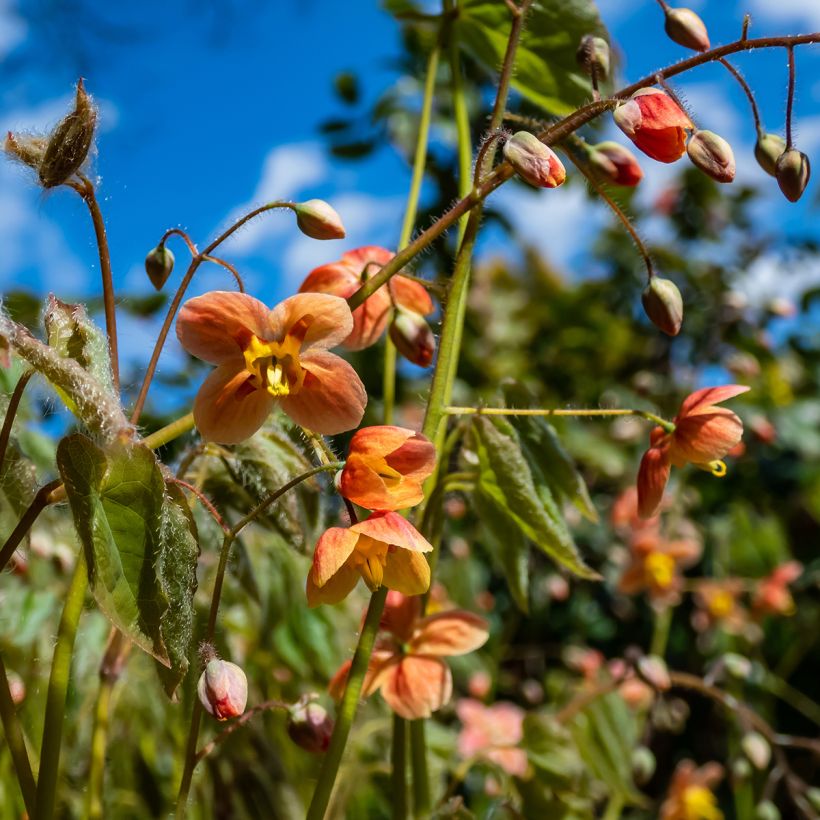 Epimedium × warleyense (Floração)