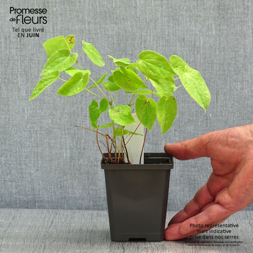 Amostra de Epimedium × warleyense Vaso de 8/9 cm tal como entregue na primavera