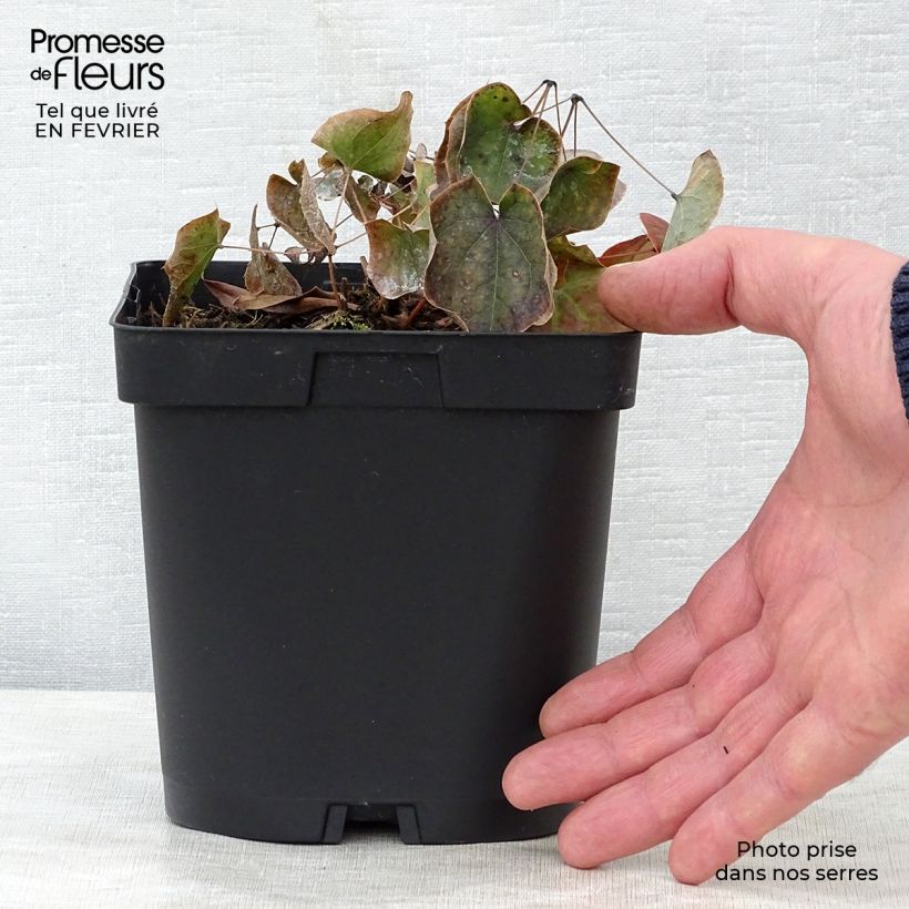 Amostra de Epimedium warleyense - Fleur des Elfes Vaso de 2 L/3 L tal como entregue no inverno