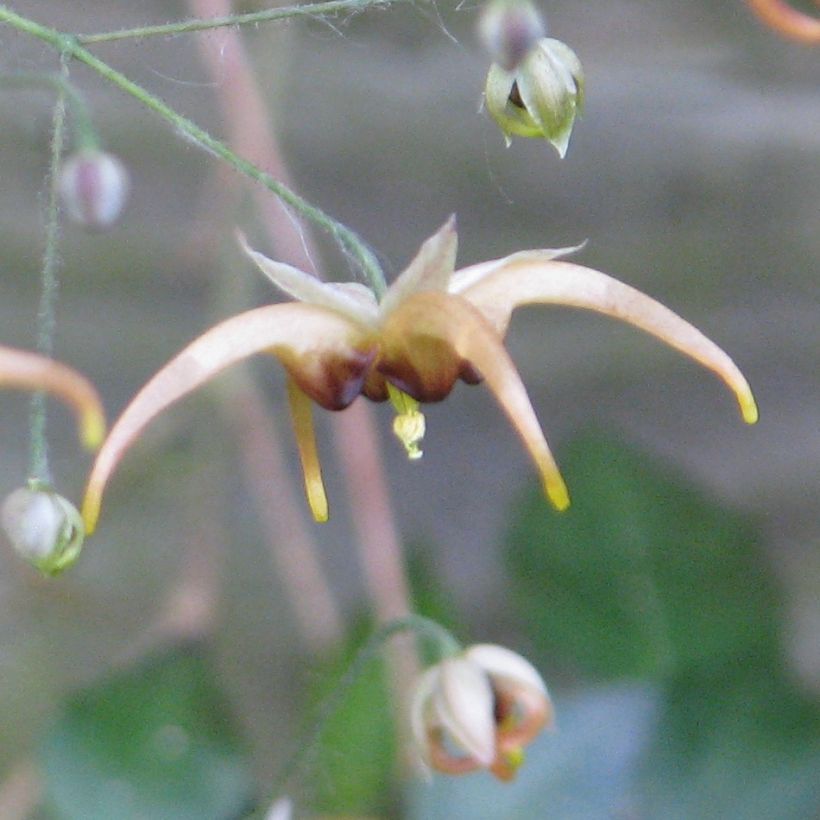 Epimedium wushanense (Floração)