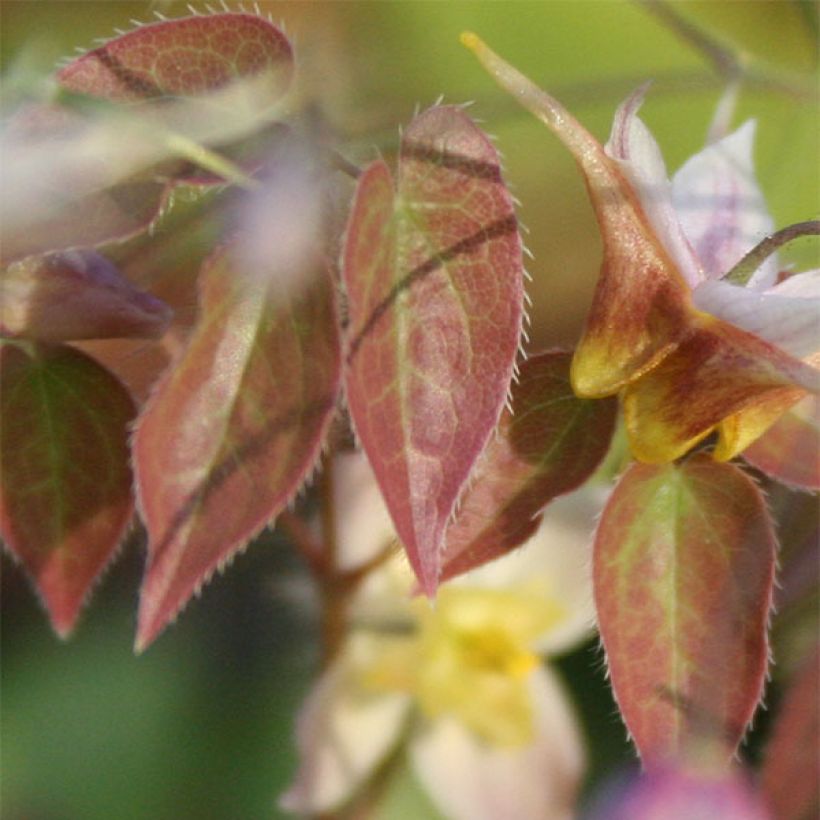 Epimedium × versicolor Cupreum (Folhagem)