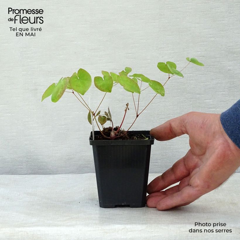 Amostra de Epimedium × versicolor Sulphureum Vaso de 7/8 cm tal como entregue na primavera