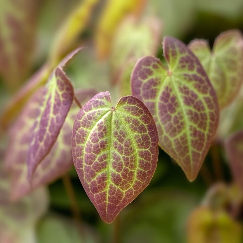 Epimedium × versicolor Sulphureum (Folhagem)