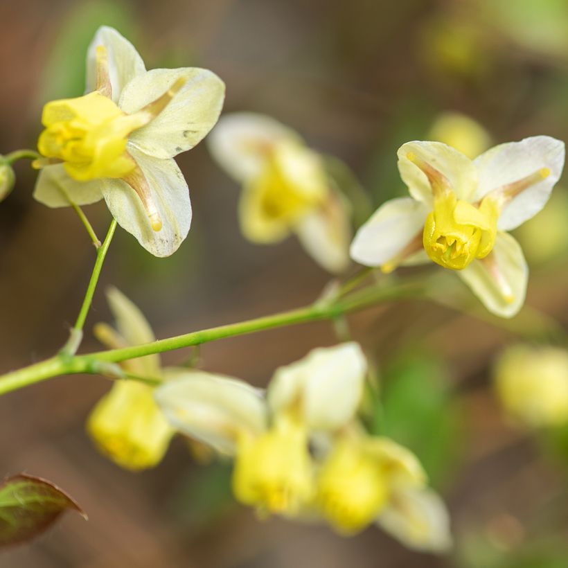 Epimedium × versicolor Sulphureum (Floração)