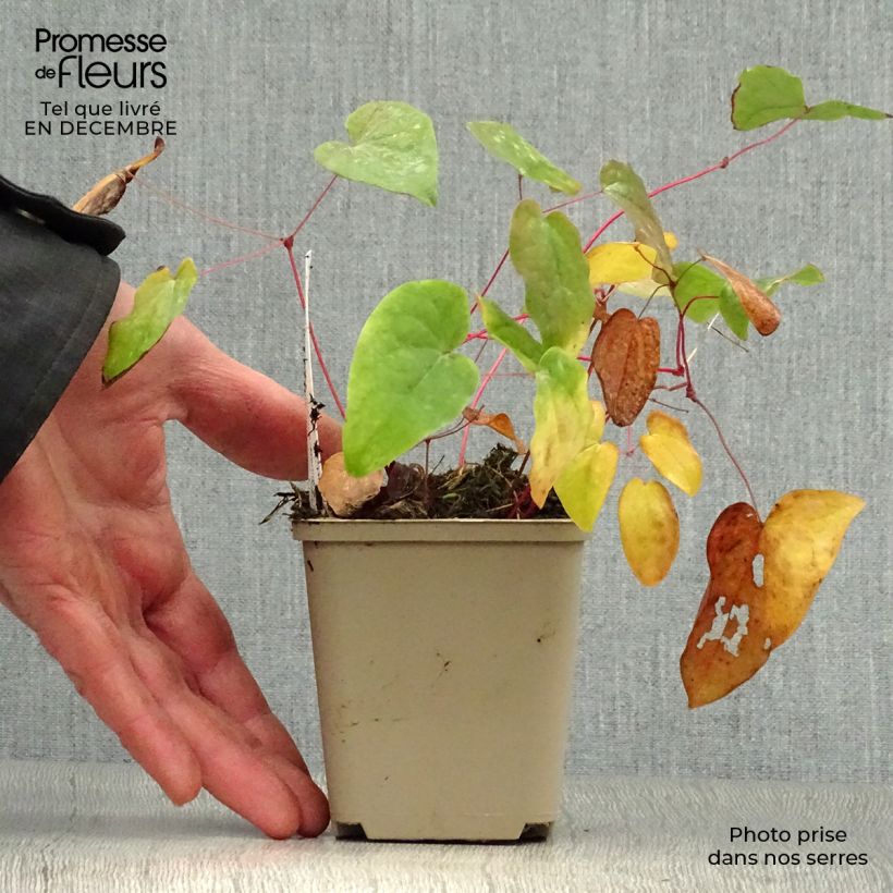 Amostra de Epimedium youngianum Merlin Vaso de 8/9 cm tal como entregue no inverno