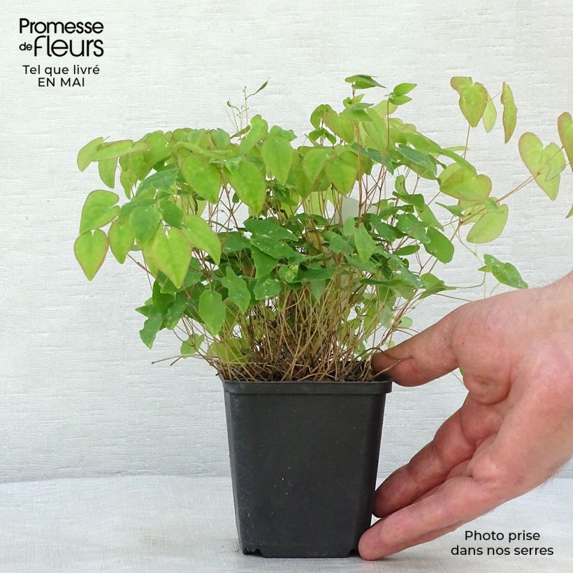 Amostra de Epimedium youngianum Merlin Vaso de 8/9 cm tal como entregue na primavera