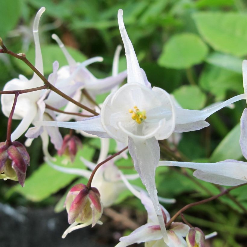 Epimedium youngianum Niveum (Floração)