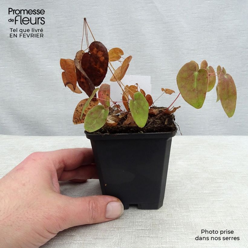 Amostra de Epimedium youngianum Niveum Vaso de 8/9 cm tal como entregue no inverno
