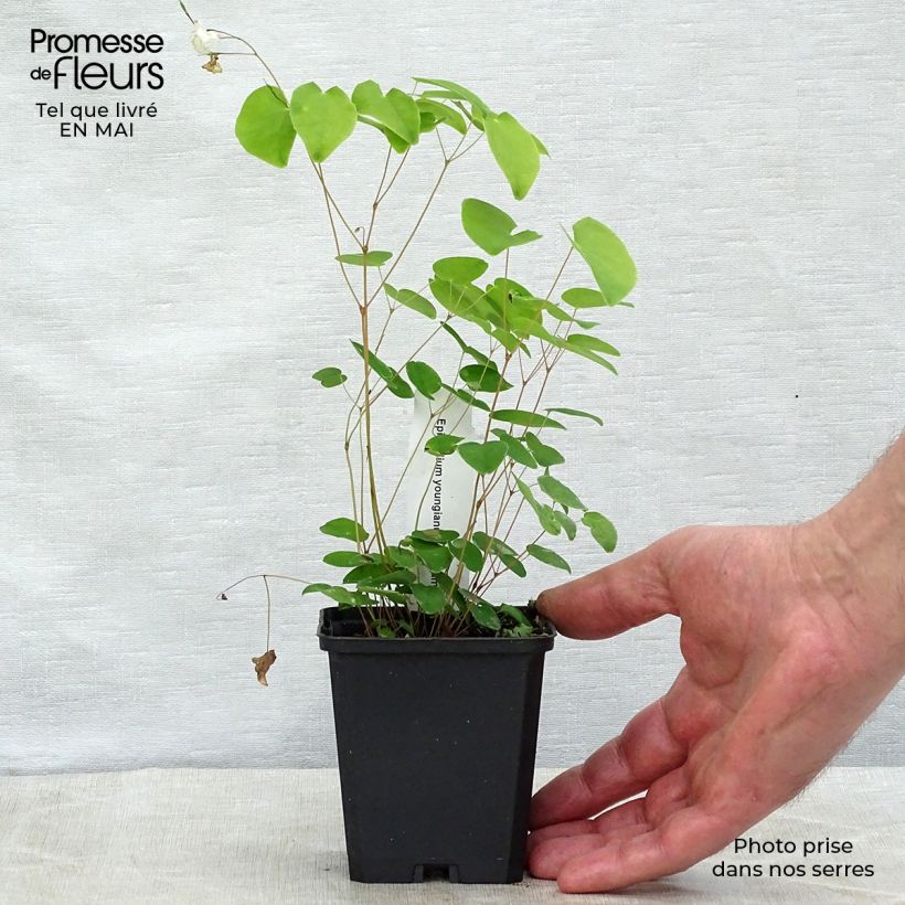 Amostra de Epimedium youngianum Niveum Vaso de 8/9 cm tal como entregue na primavera