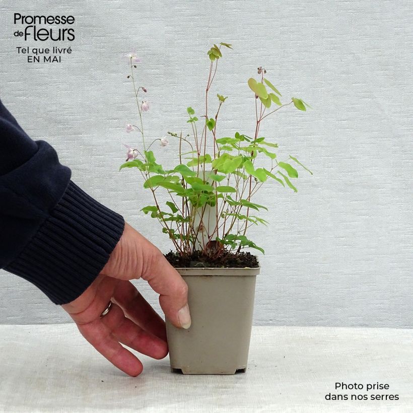 Amostra de Epimedium youngianum Roseum Vaso de 8/9 cm tal como entregue na primavera
