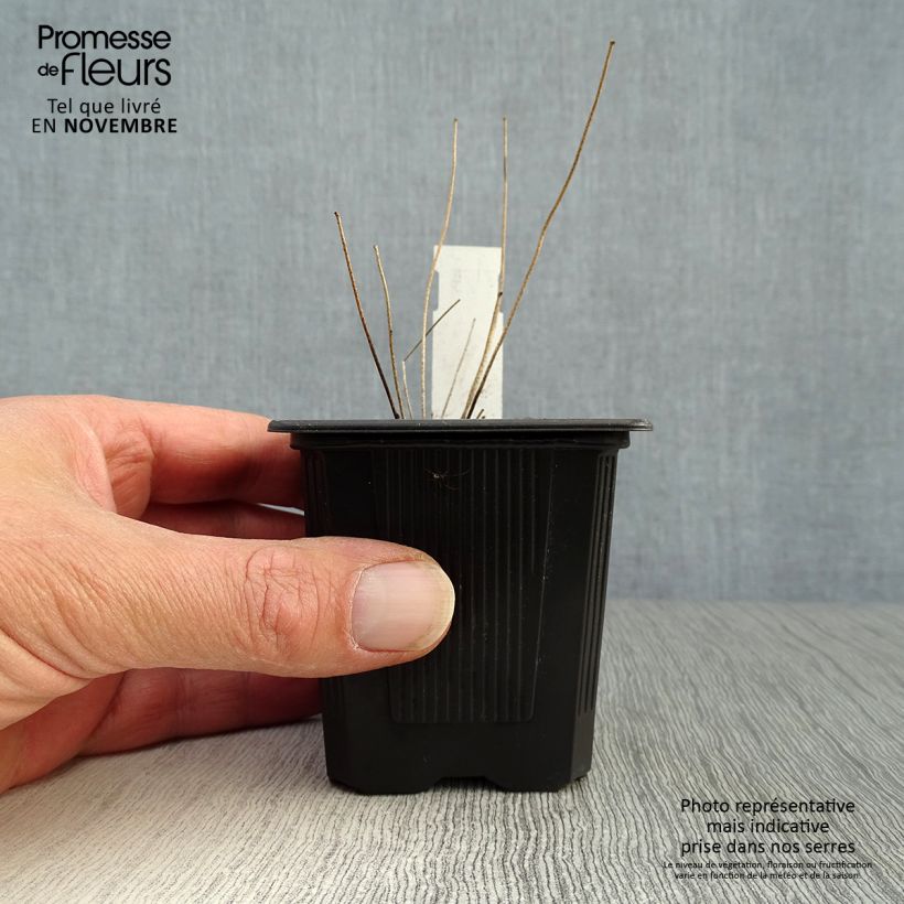 Amostra de Epimedium youngianum Roseum Vaso de 8/9 cm tal como entregue no outono