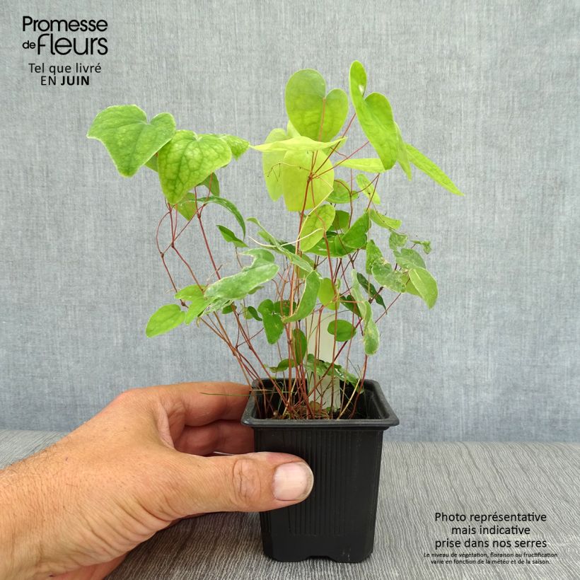 Amostra de Epimedium youngianum Roseum Vaso de 8/9 cm tal como entregue no verão