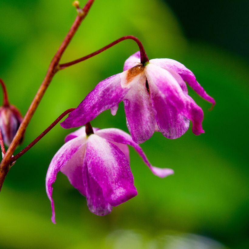 Epimedium youngianum Roseum (Floração)