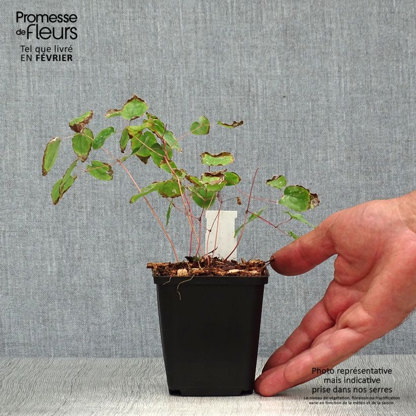 Amostra de Epimedium youngianum Yenomoto Vaso de 8/9 cm tal como entregue no outono