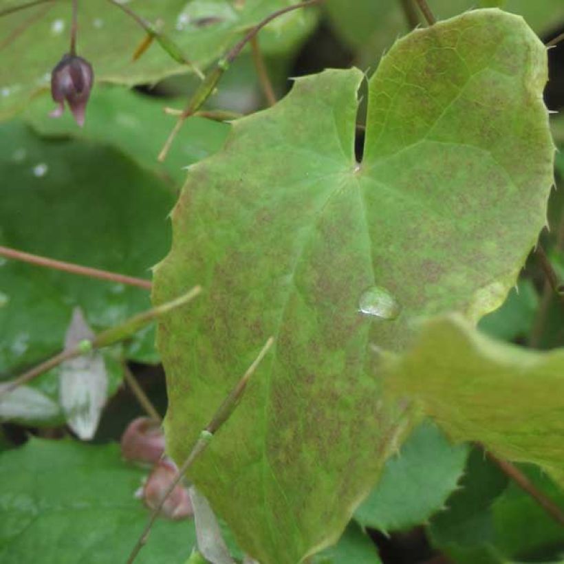 Epimedium Pink Elf (Folhagem)