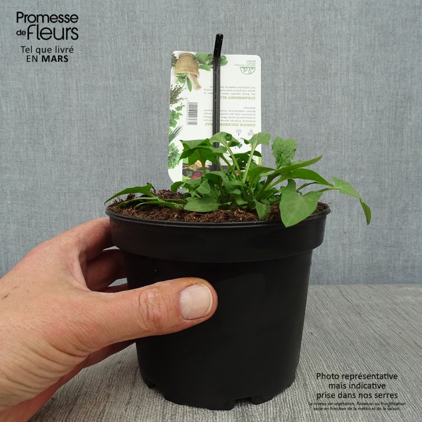 Amostra de Epinard Fraise - Chenopodium capitatum Pot de 1,5L/2L tal como entregue na primavera