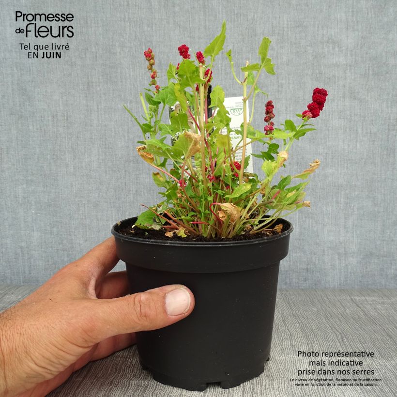 Amostra de Espinafre-morango - Blitum capitatum Vaso de 1,5 L/2 L tal como entregue no verão