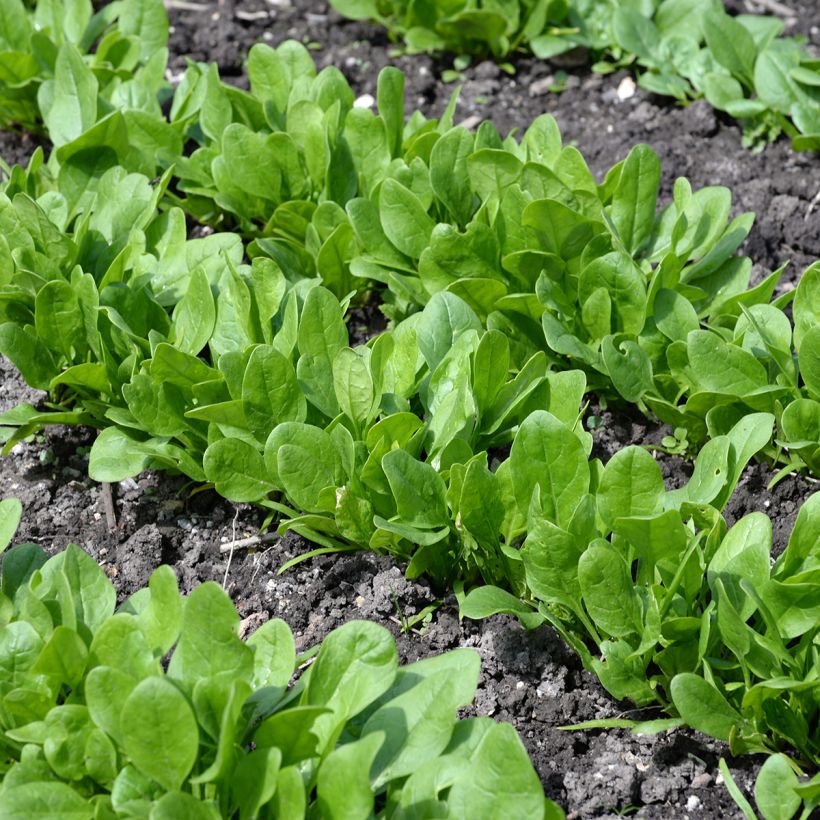 Espinafre Matador Bio - Spinachia oleracea - Espinafre Viking (Hábito)