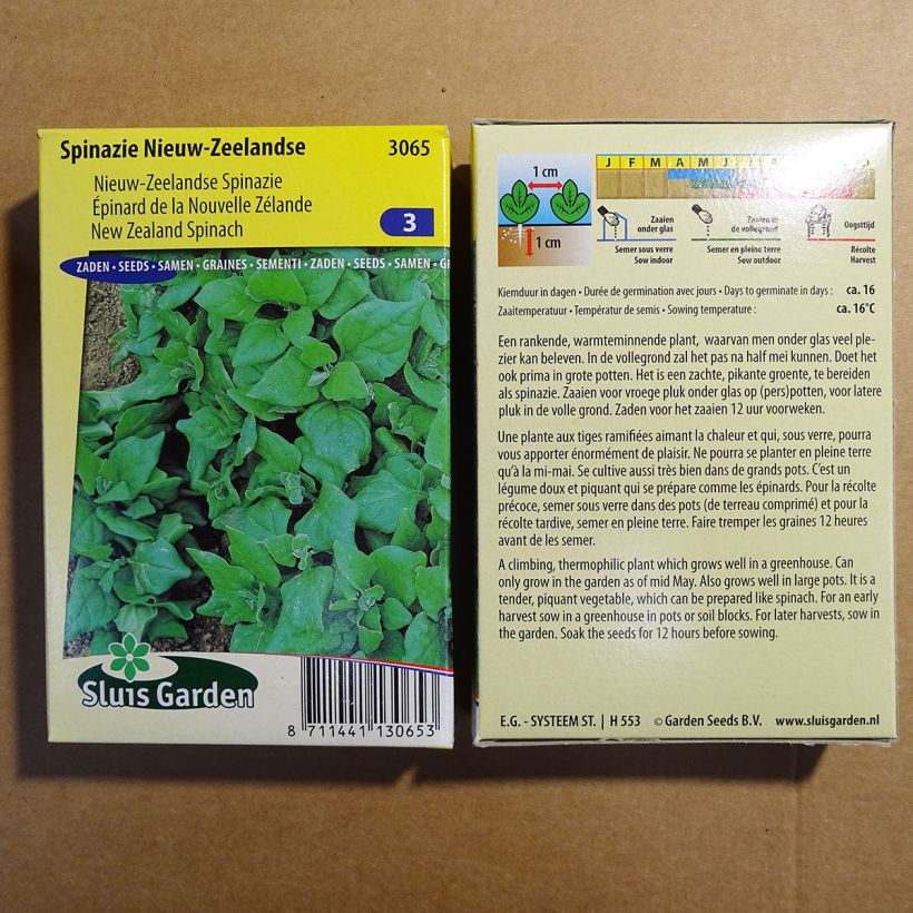 Exemplo de amostra de Epinard de Nouvelle Zélande - Tétragone - Tetragonia tetragonioides per pack of 2500 seeds (25g) tal como entregue