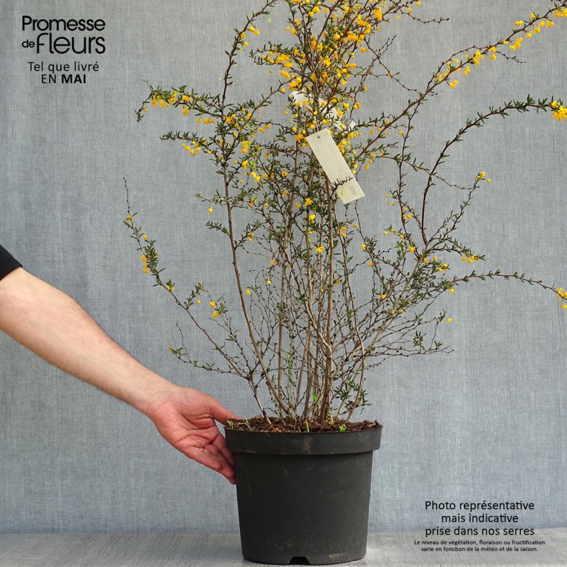 Amostra de Berberis × stenophylla Vaso de 7,5 L/10 L tal como entregue na primavera