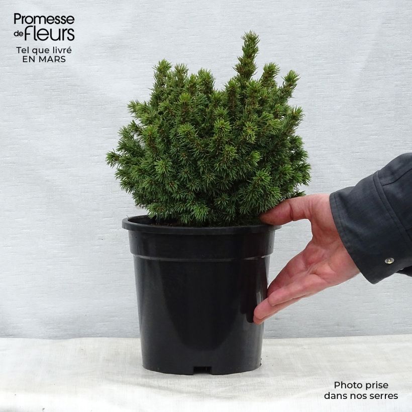 Amostra de Picea glauca Alberta Globe Vaso de 2 L/3 L tal como entregue na primavera