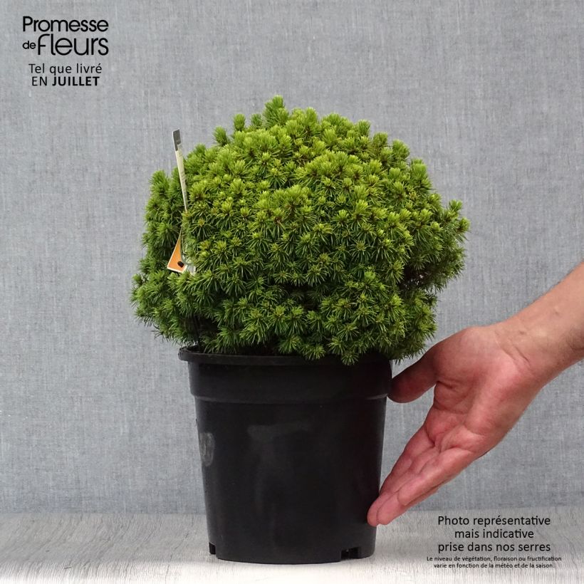 Amostra de Picea glauca Alberta Globe Vaso de 2 L/3 L tal como entregue no verão