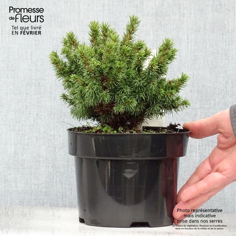 Amostra de Picea glauca Alberta Globe Vaso de 2 L/3 L tal como entregue no inverno