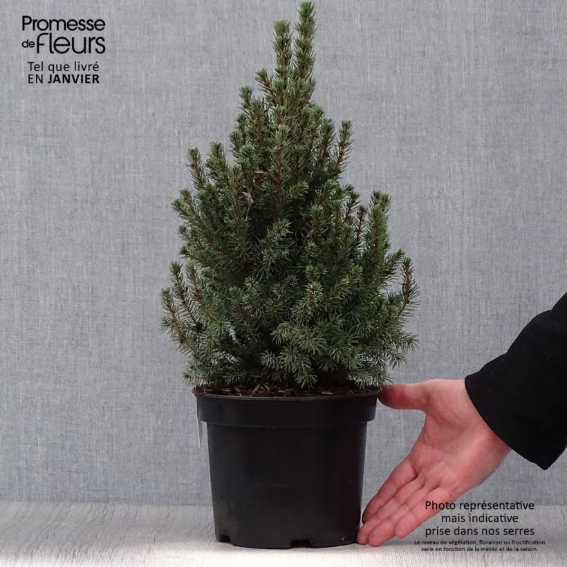 Amostra de Epinette blanche - Picea glauca Conica Blue                         Pot de 3L/4L tal como entregue no inverno