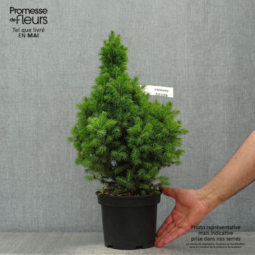 Amostra de Picea glauca Conica Blue Vaso de 3 L/4 L tal como entregue na primavera