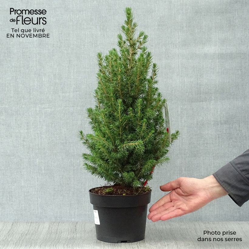 Amostra de Picea glauca Conica Vaso de 2 L/3 L tal como entregue no outono