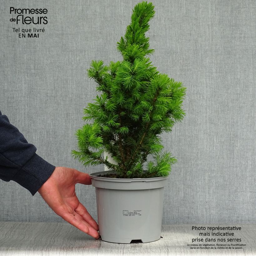 Amostra de Picea glauca Conica Vaso de 2 L/3 L tal como entregue na primavera