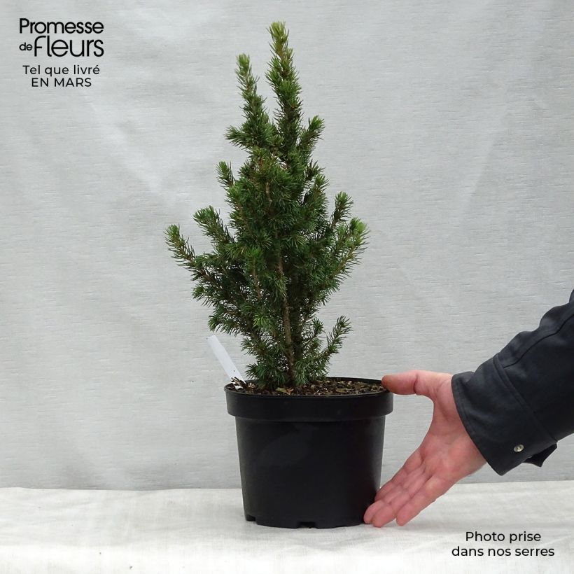 Amostra de Picea glauca Daisy's White Vaso de 2 L/3 L tal como entregue na primavera
