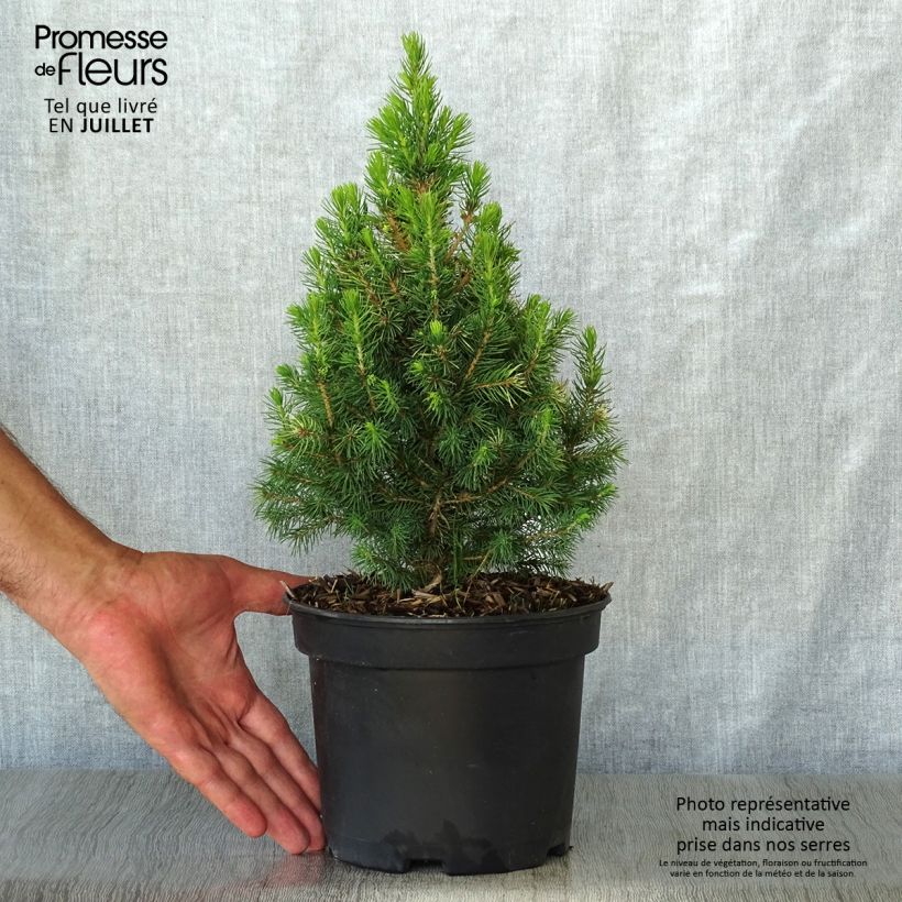 Amostra de Picea glauca Daisy's White Vaso de 2 L/3 L tal como entregue no verão