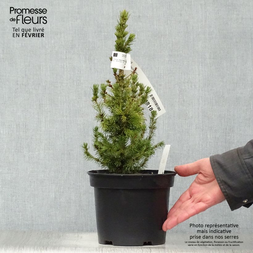 Amostra de Picea glauca Daisy's White Vaso de 2 L/3 L tal como entregue no inverno